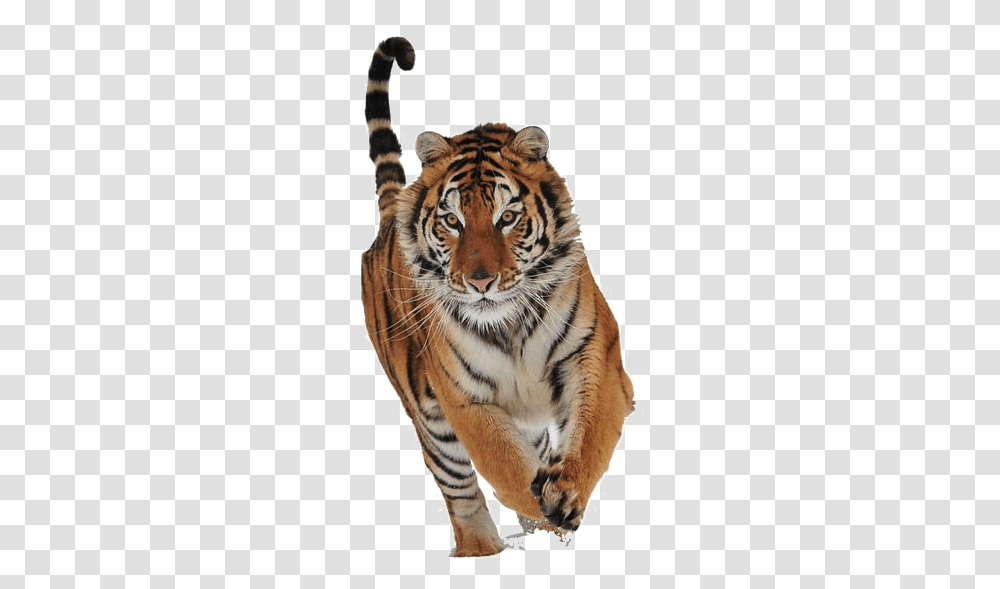 Real Tiger Running, Wildlife, Mammal, Animal, Zoo Transparent Png