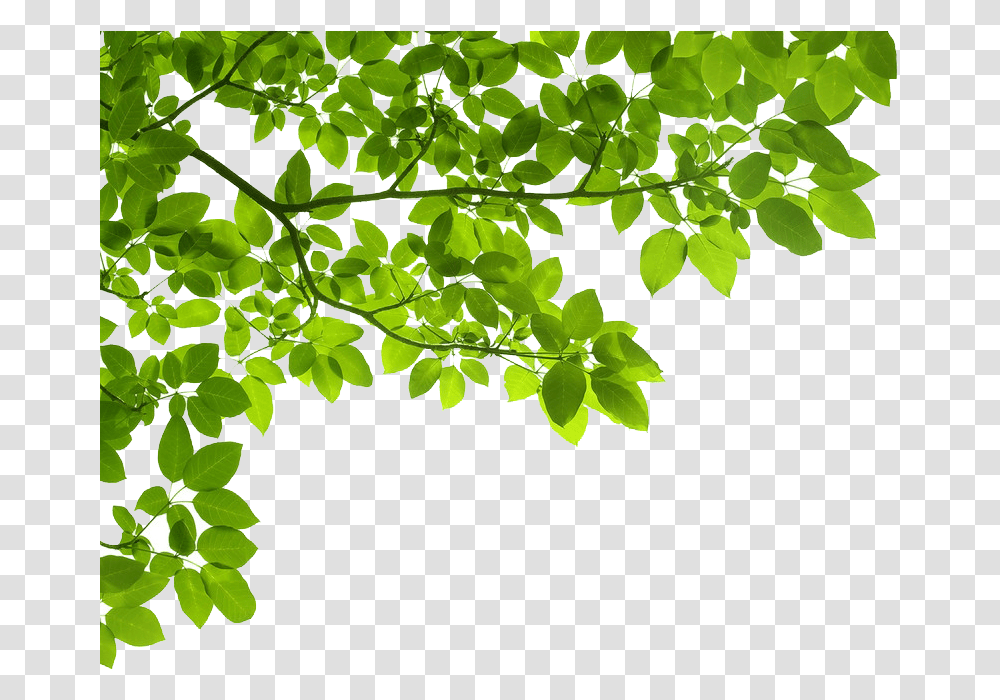 Real Tree Branch Images Collection, Leaf, Plant, Green, Vine Transparent Png