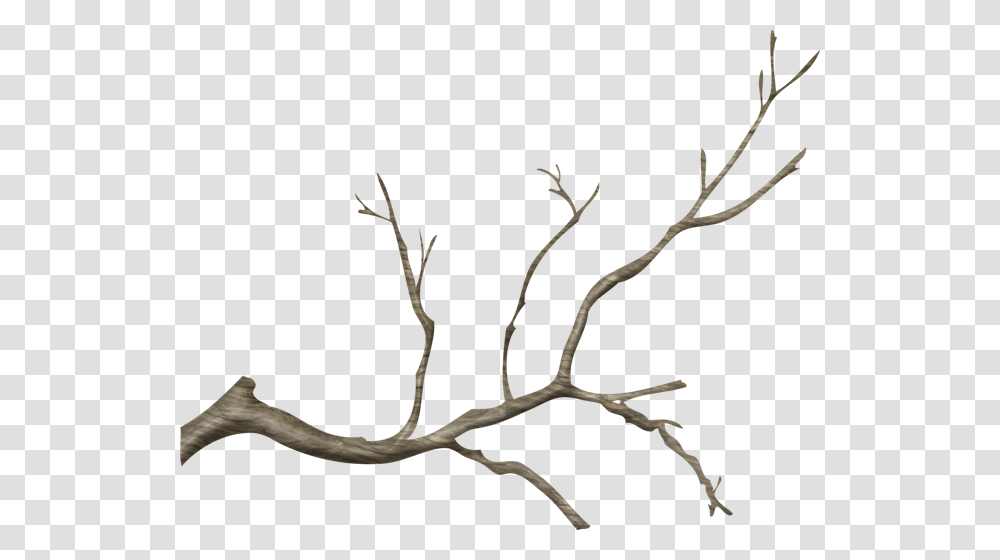 Real Tree Branch, Plant, Root, Wood Transparent Png