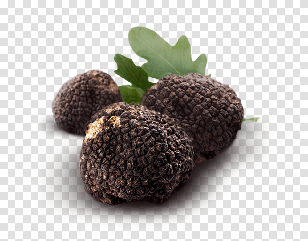 Real Truffle In Ground, Sweets, Food, Plant, Dessert Transparent Png