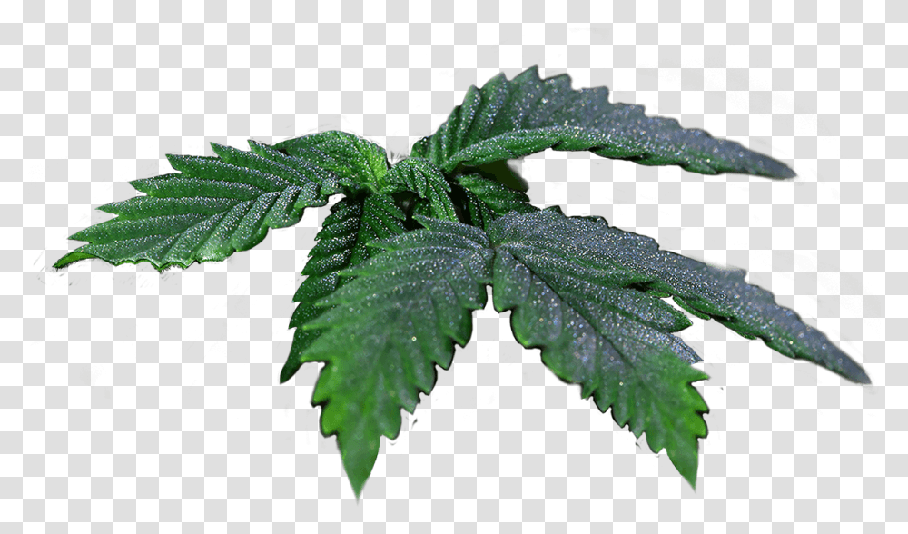 Real Weed Leaf Elm, Plant, Hemp, Fern, Tree Transparent Png