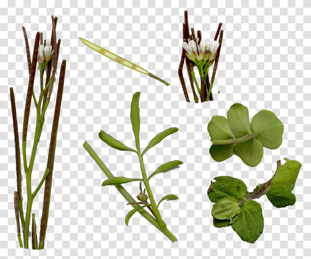 Real Weed Leaf Weed Leaf Cardamine Hirsuta Hairy Bittercress, Plant, Flower, Blossom, Pollen Transparent Png
