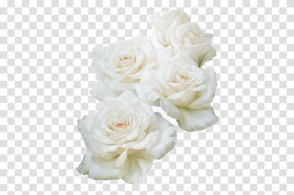 Real White Rose Image Flower, Plant, Blossom, Petal, Carnation Transparent Png