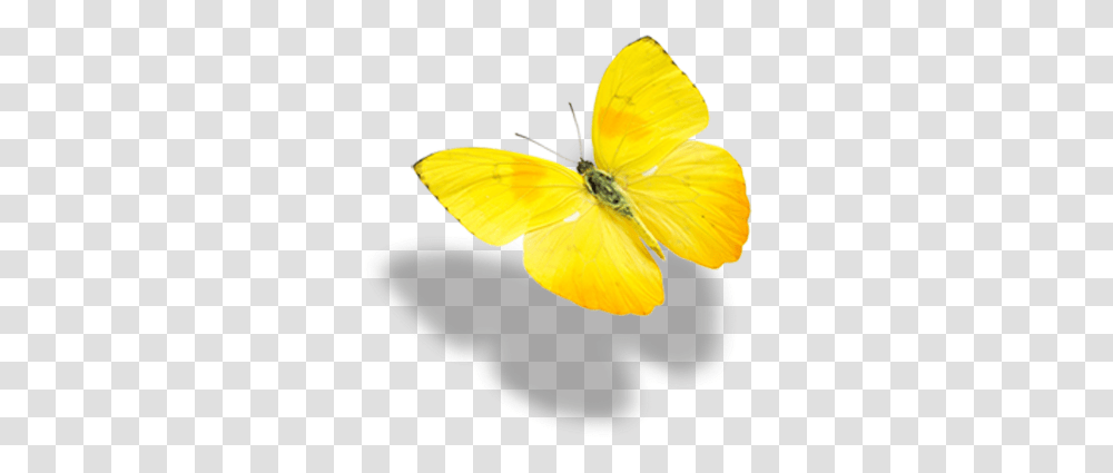 Real Yellow Butterflies, Plant, Insect, Invertebrate, Animal Transparent Png