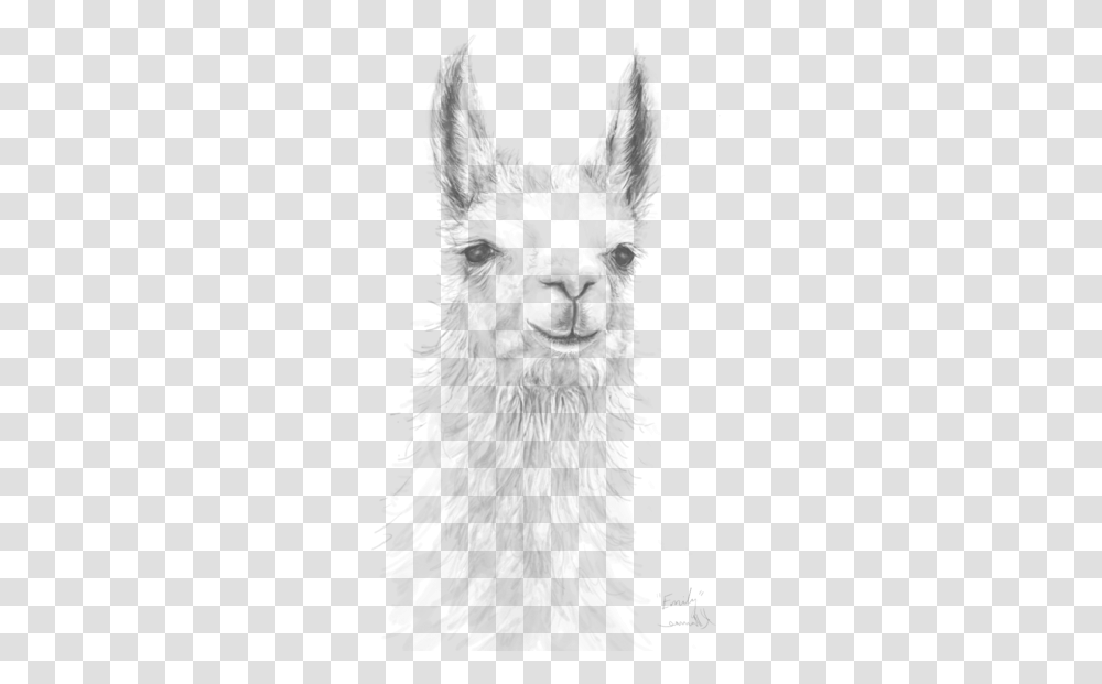 Realistic Alpaca Drawing Image With Llama, Animal, Mammal, Silhouette, Art Transparent Png