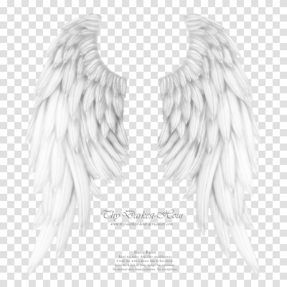 Realistic Angel Wings Drawing, Bird, Animal, Waterfowl Transparent Png
