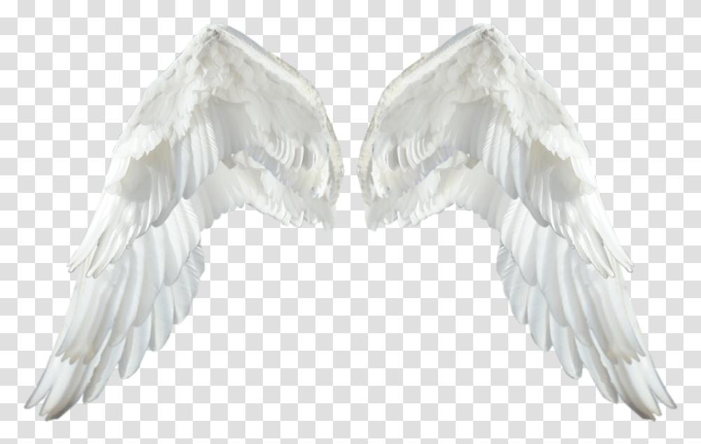 Realistic Angel Wings White Wings, Bird, Animal, Swan, Waterfowl Transparent Png