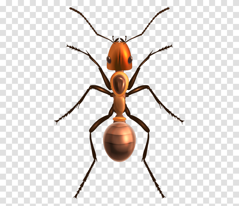 Realistic Ant, Spider, Invertebrate, Animal, Arachnid Transparent Png