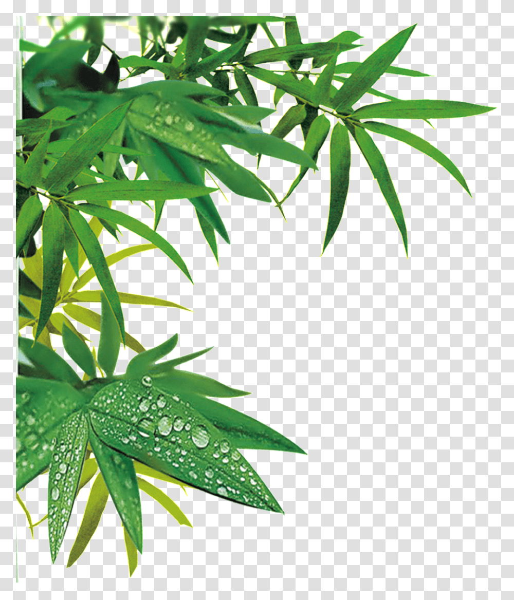 Realistic Bamboo Leaf Design Decorative Bamboo, Plant, Vegetation, Tree, Flower Transparent Png