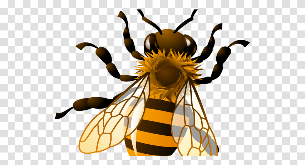 Realistic Bee Clipart Background Honey Bee Clipart, Insect, Invertebrate, Animal, Wasp Transparent Png