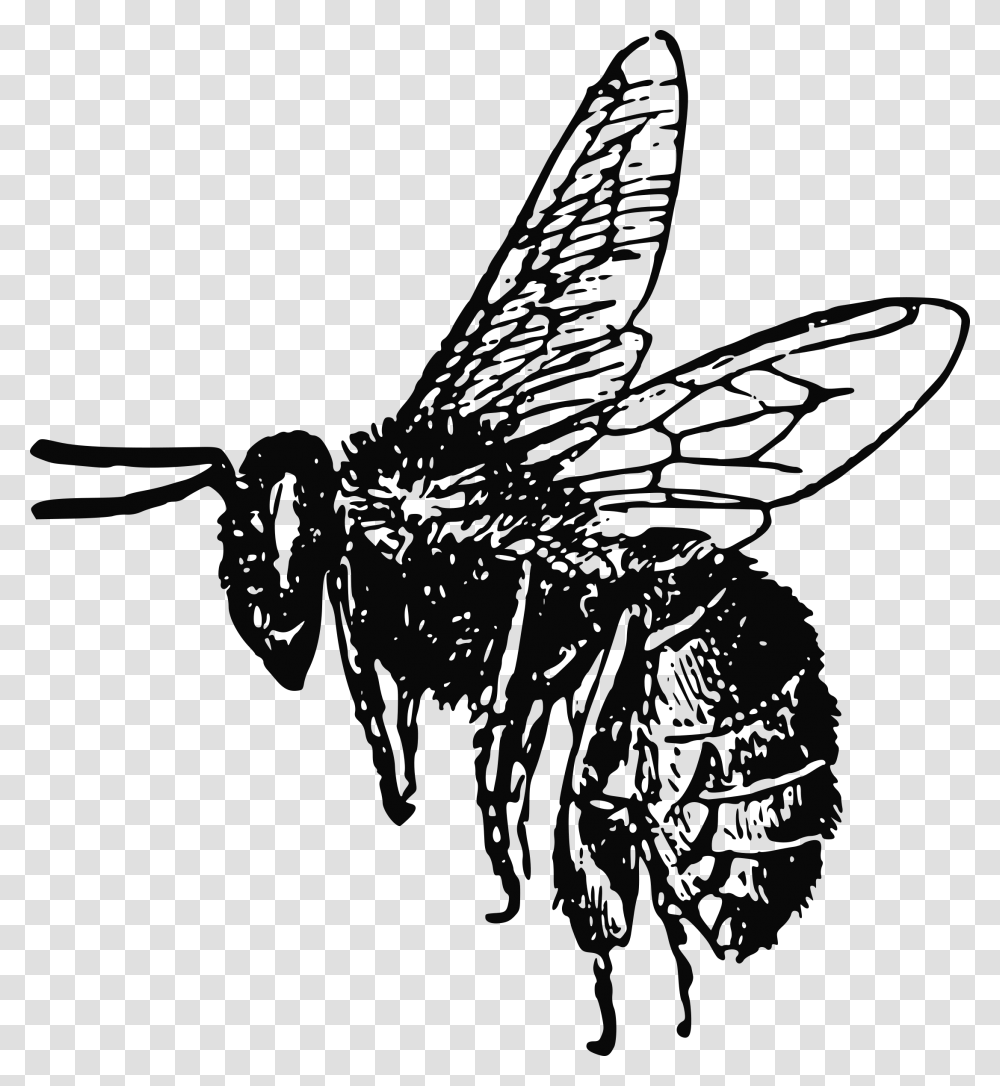 Realistic Bee Clipart Black And White, Insect, Invertebrate, Animal, Wasp Transparent Png
