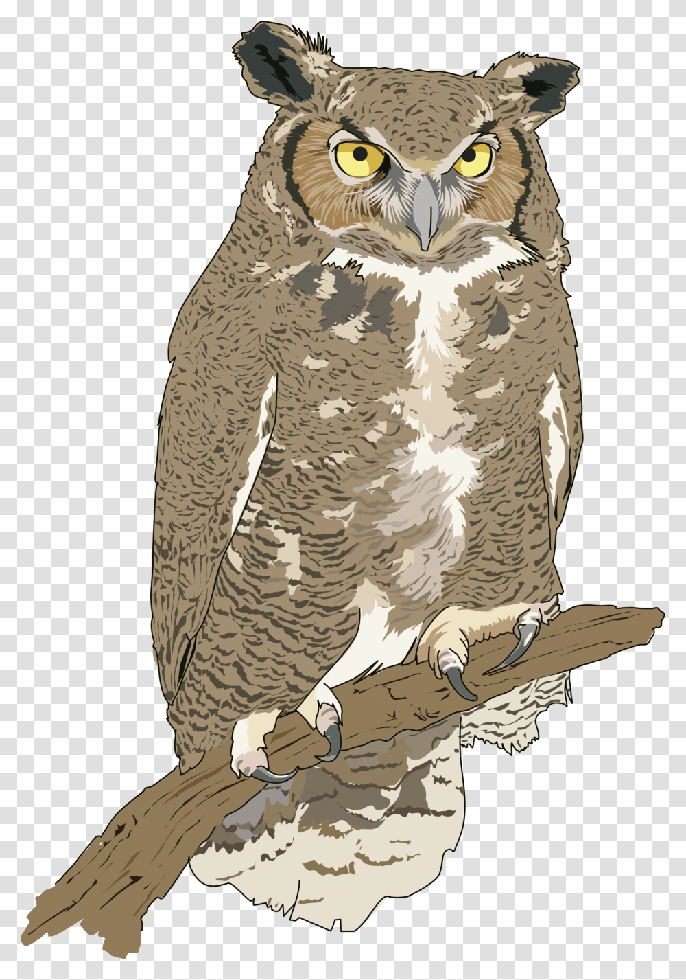 Realistic Birds Cliparts 12 546 X 800 Webcomicmsnet Food Chain Examples And Explanation, Owl, Animal Transparent Png