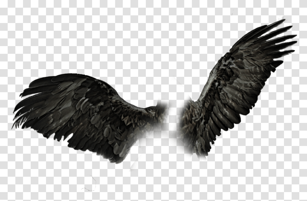 Realistic Black Wings, Eagle, Bird, Animal, Vulture Transparent Png