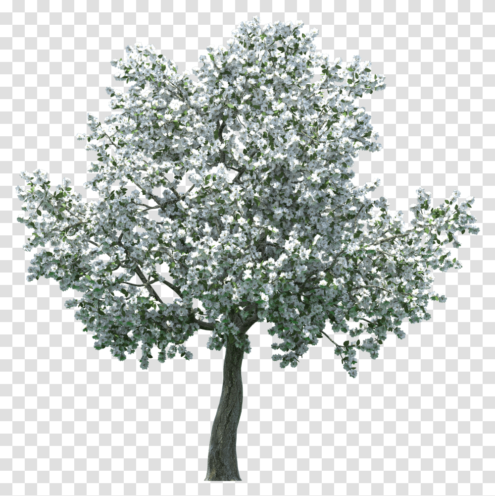 Realistic Blossom Tree Clip Art Apple Blossom Tree, Plant, Flower, Potted Plant, Vase Transparent Png