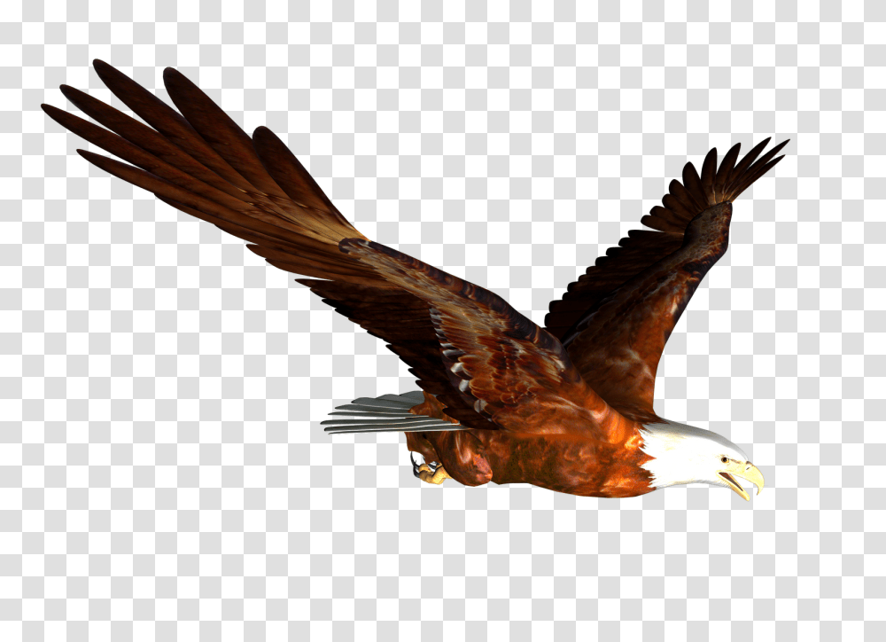 Realistic Clipart Eagle, Bird, Animal, Flying, Hawk Transparent Png