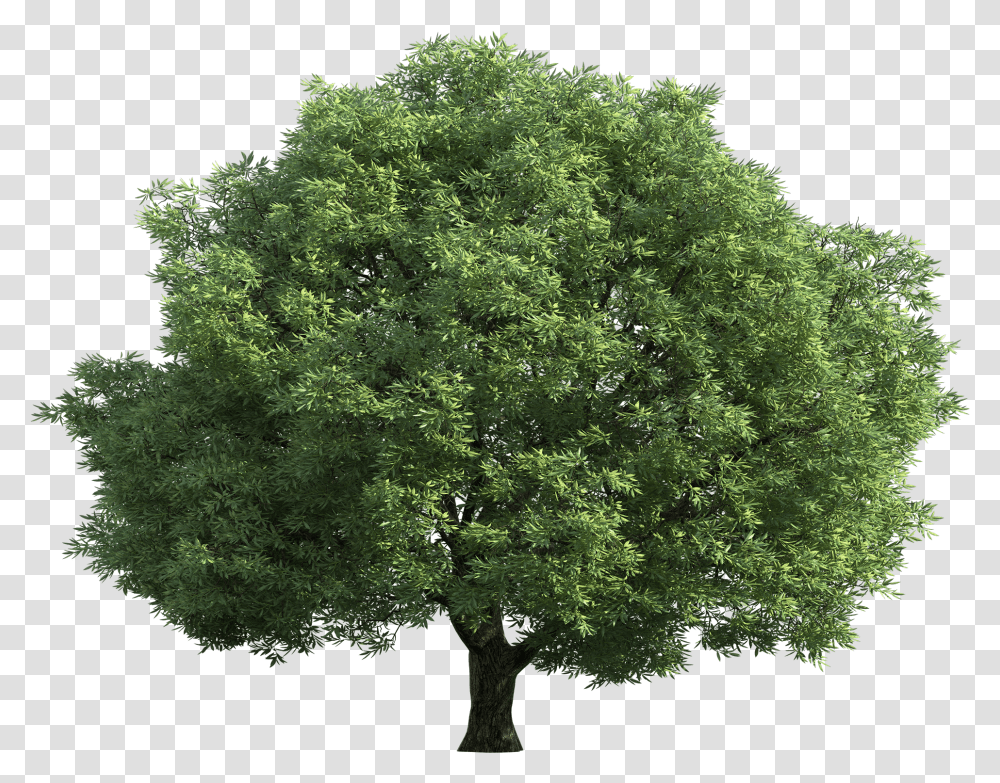 Realistic Clipart Walnut Tree Big Tree Background Transparent Png