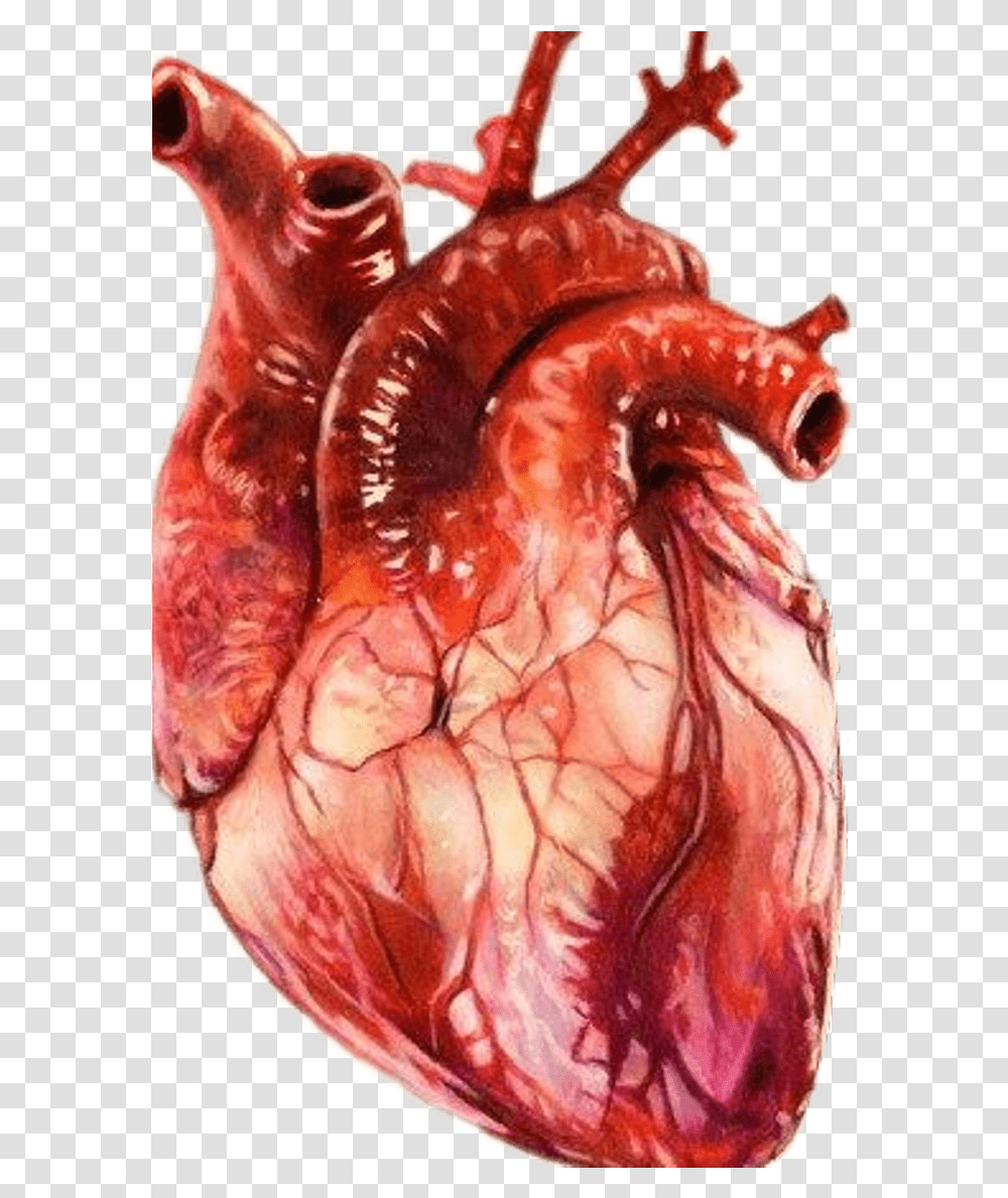Realistic Download Free With Realistic Human Heart Drawing, Skin, Figurine, Animal, Torso Transparent Png