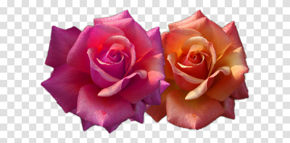 Realistic Flower Clip Art, Rose, Plant, Blossom, Petal Transparent Png