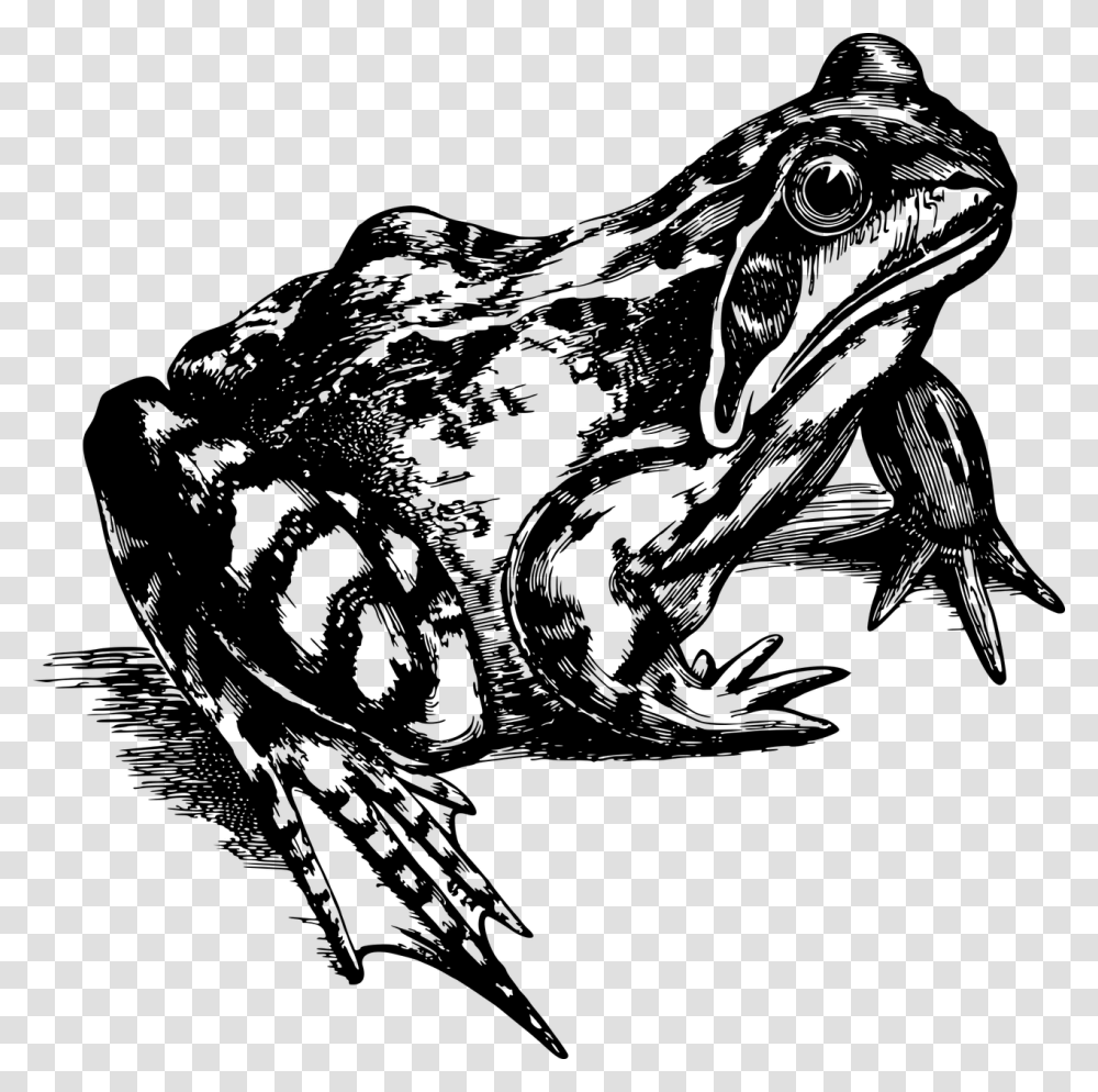 Realistic Frog Clipart Black And White, Gray, World Of Warcraft Transparent Png