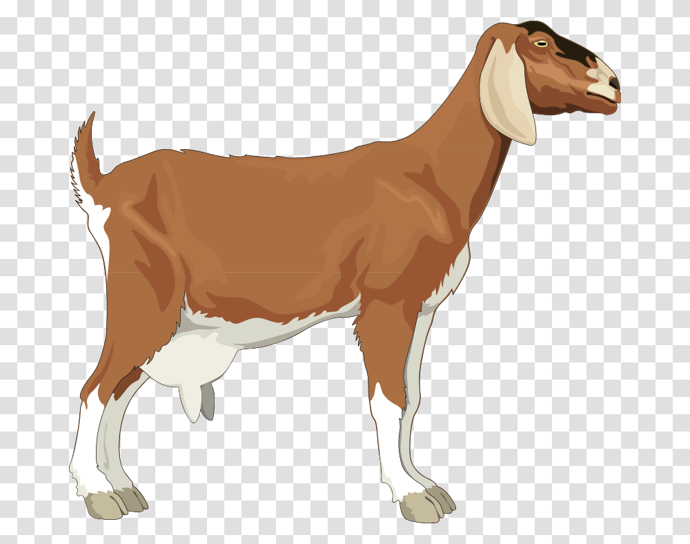 Realistic Goat Clipart, Mammal, Animal, Horse, Wildlife Transparent Png