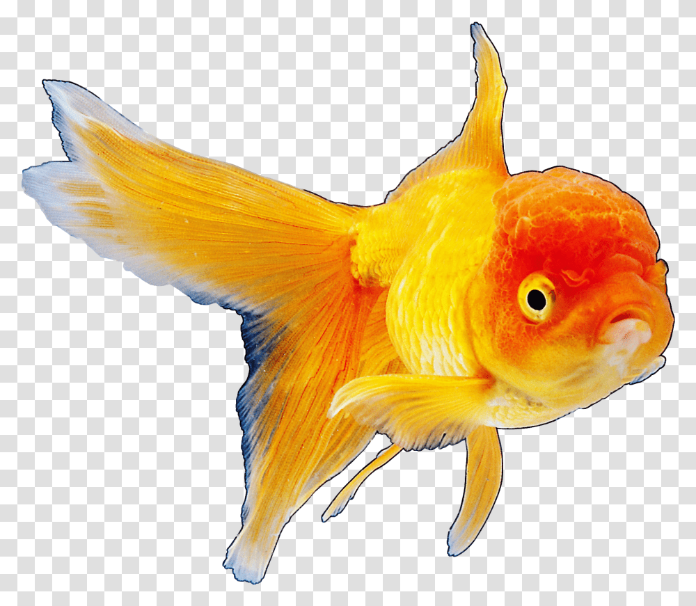 Realistic Goldfish Clipart Best Web Fish Hinh Anh Con Vat, Animal, Bird Transparent Png