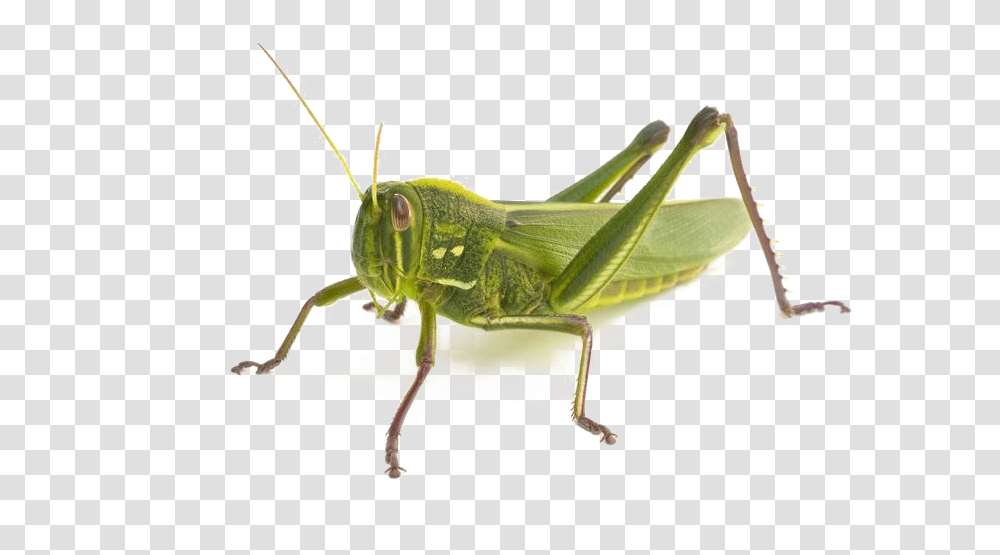 Realistic Grasshopper Background Grasshopper How Many Legs, Insect, Invertebrate, Animal, Grasshoper Transparent Png