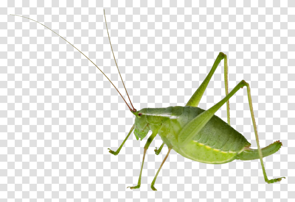 Realistic Grasshopper File Download Free Bush Cricket Female And Male, Insect, Invertebrate, Animal, Cricket Insect Transparent Png