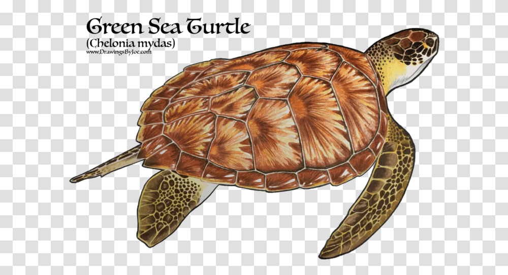 Realistic Green Sea Turtle Tattoo, Reptile, Sea Life, Animal, Tortoise Transparent Png