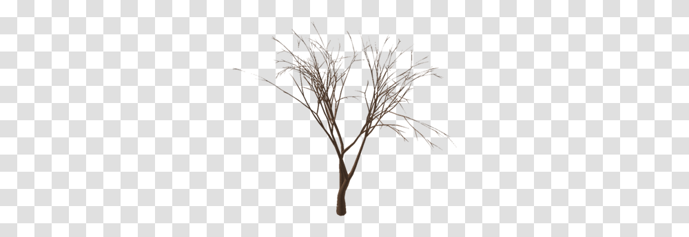 Realistic Halloween Tree Free Roblox Tree, Plant, Silhouette, Nature, Lighting Transparent Png