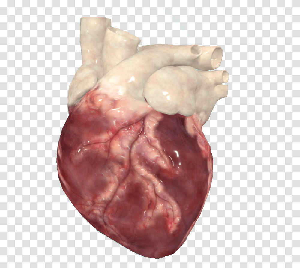 Realistic Heart Liver, Jaw, Teeth, Mouth, Lip Transparent Png
