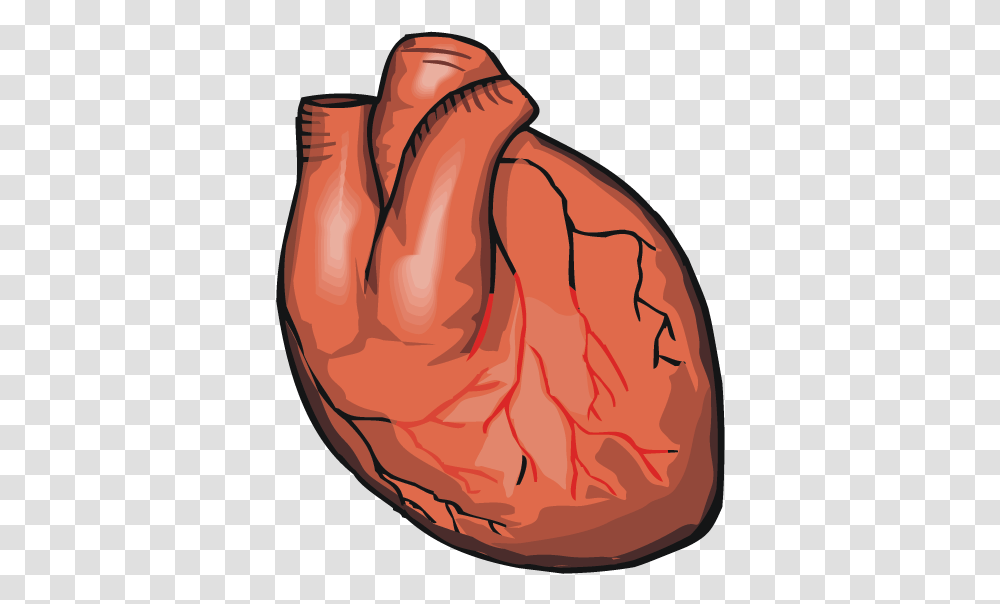 Realistic Heart & Clipart Free Download Ywd Does A Heart Look Like For Kids, Hand Transparent Png