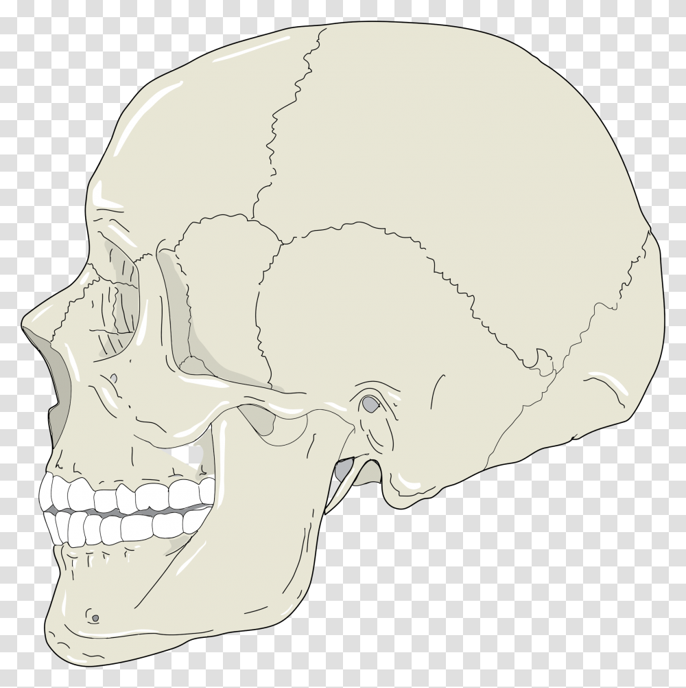 Realistic Human Skull Profile View Clip Arts Profile Bone Of The Skull, Baseball Cap, Hat, Apparel Transparent Png