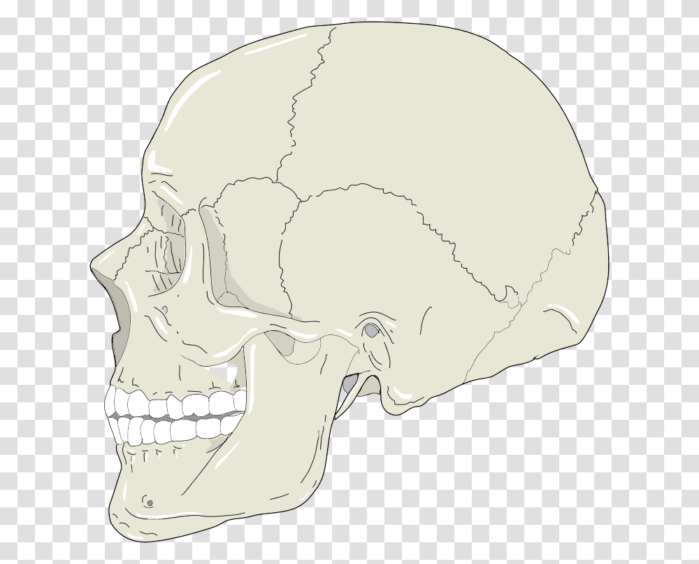 Realistic Human Skull Profile View Skull Profile Svg, Jaw, Teeth, Mouth, Drawing Transparent Png