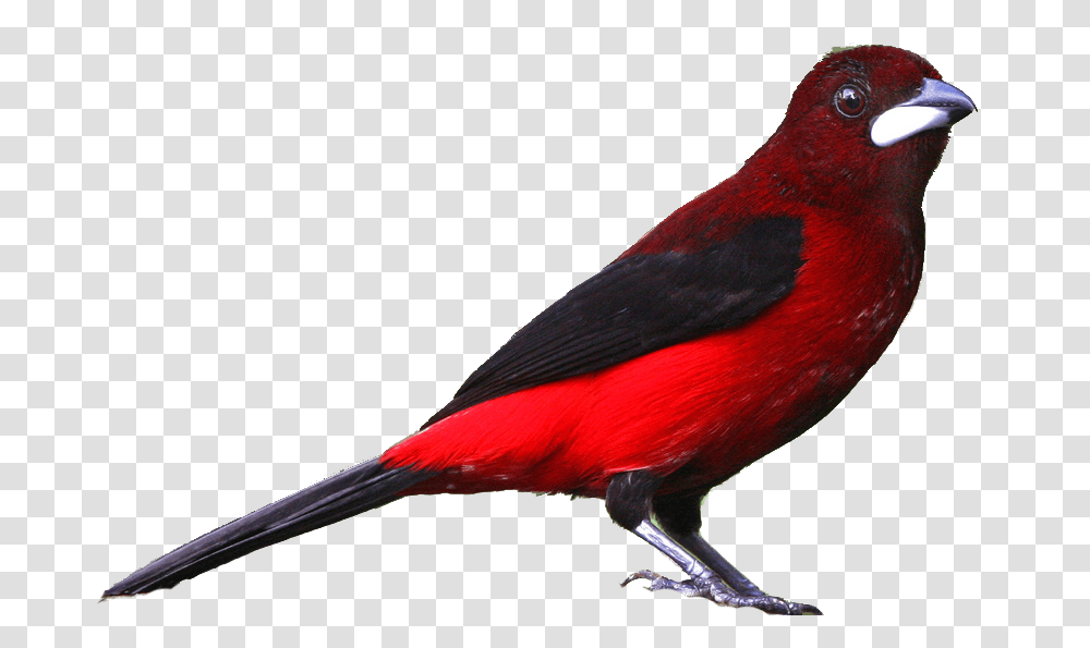 Realistic Mangrove Cuckoo Bird Character Clip Art, Animal, Finch, Cardinal, Beak Transparent Png