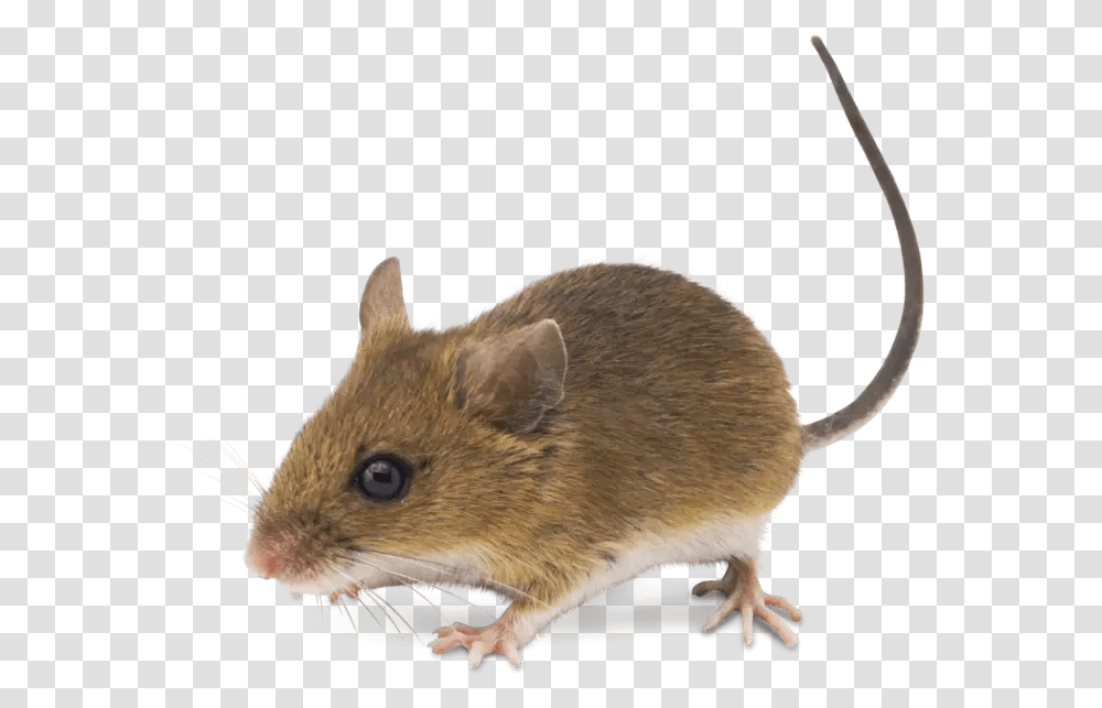 Realistic Mouse Clipart, Rat, Rodent, Mammal, Animal Transparent Png