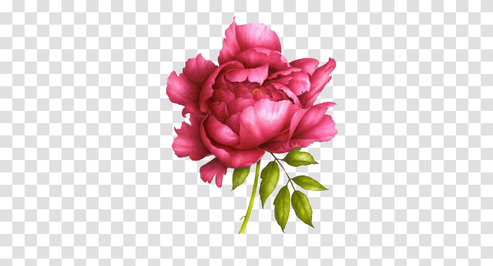 Realistic Peony Drawing, Plant, Rose, Flower, Blossom Transparent Png