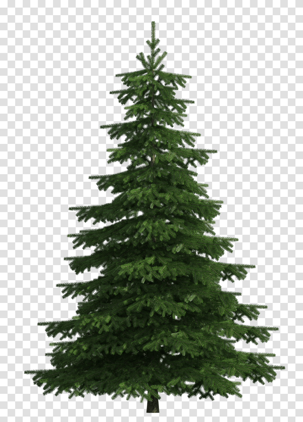 Realistic Pine Tree Clip Art Pine Tree, Christmas Tree, Ornament, Plant, Fir Transparent Png