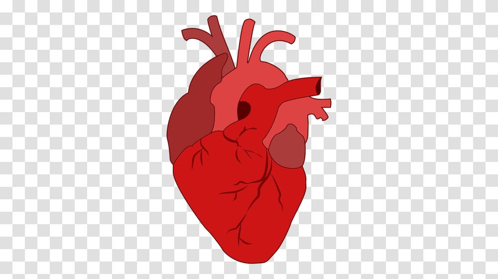 Realistic Red Heart, Plant, Produce, Food, Flower Transparent Png