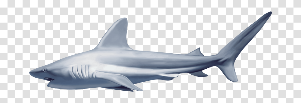 Realistic Shark, Sea Life, Fish, Animal, Mammal Transparent Png