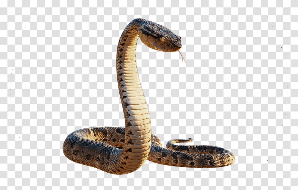 Realistic Snake 3d, Reptile, Animal, Cobra Transparent Png