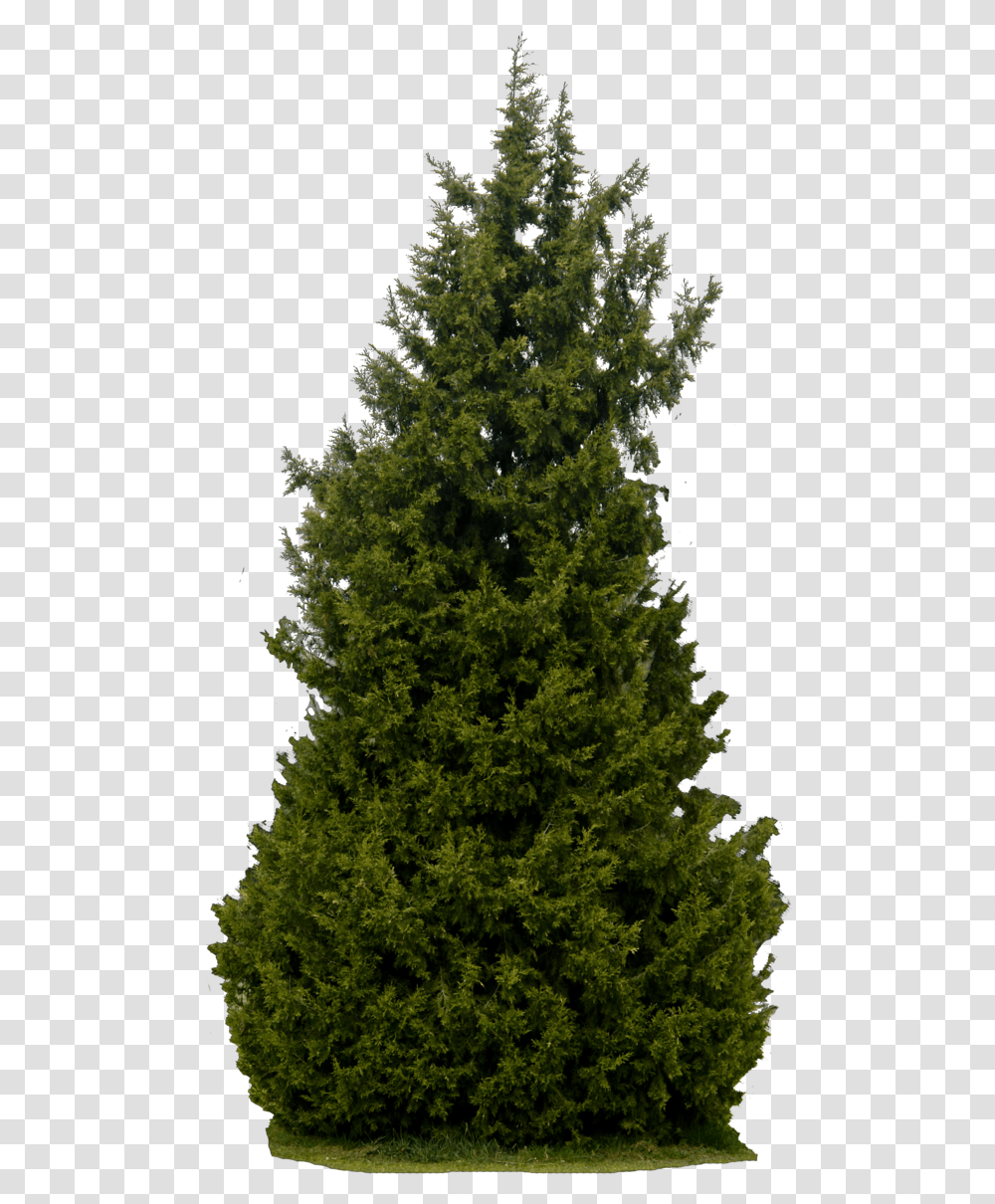 Realistic Tree Background Bushes And Trees, Plant, Conifer, Fir, Pine Transparent Png