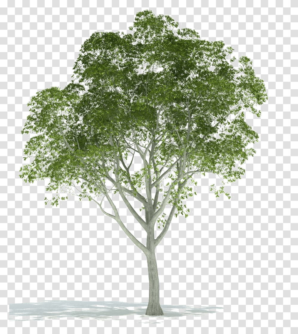 Realistic Tree Image Background Trees For Architectural Rendering, Plant, Cross, Vegetation Transparent Png