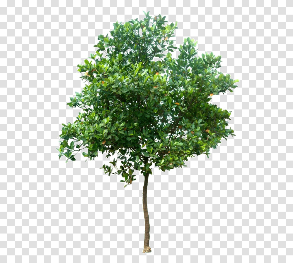 Realistic Tree Photo Tree High Resolution, Bush, Vegetation, Plant, Fruit Transparent Png