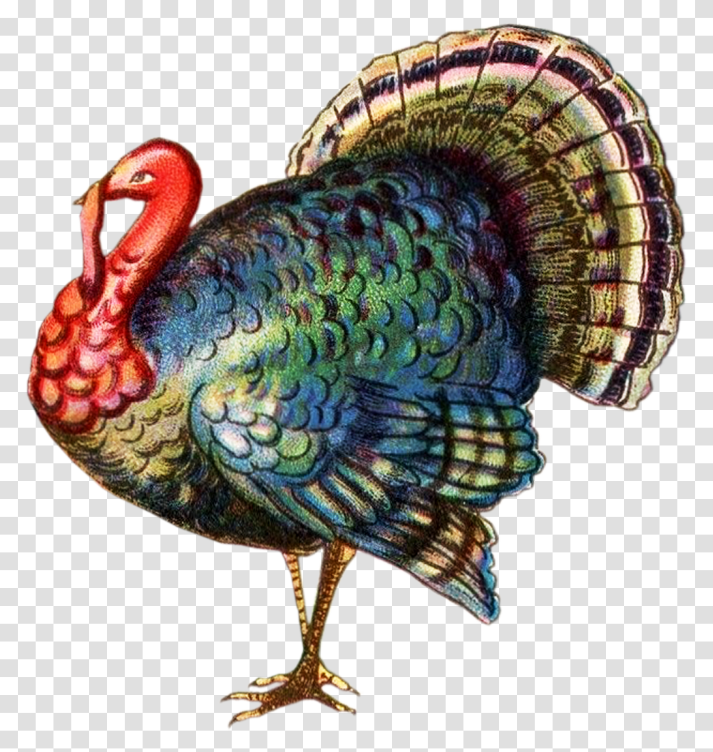 Realistic Turkey Clip Art, Bird, Animal, Dinosaur, Reptile Transparent Png