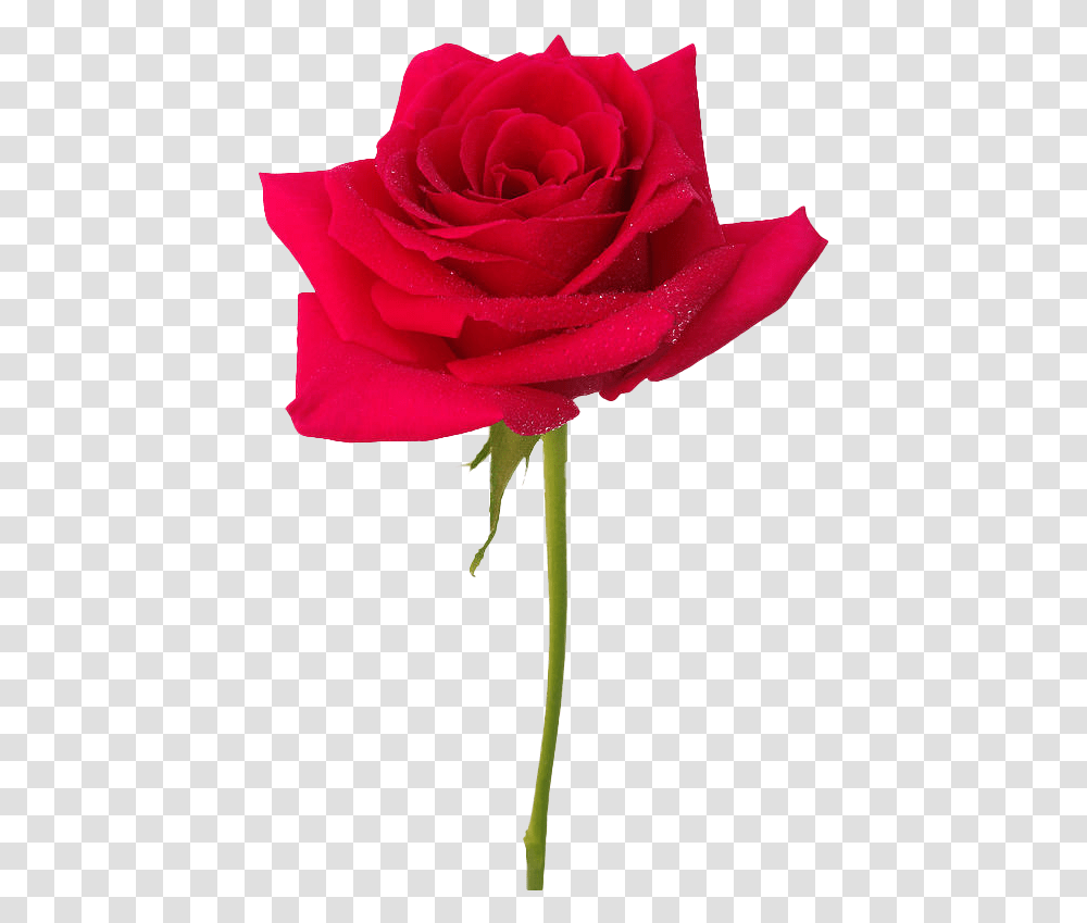 Realistic & Vector Background Images Play Royal Red Rose Flower, Plant, Blossom Transparent Png