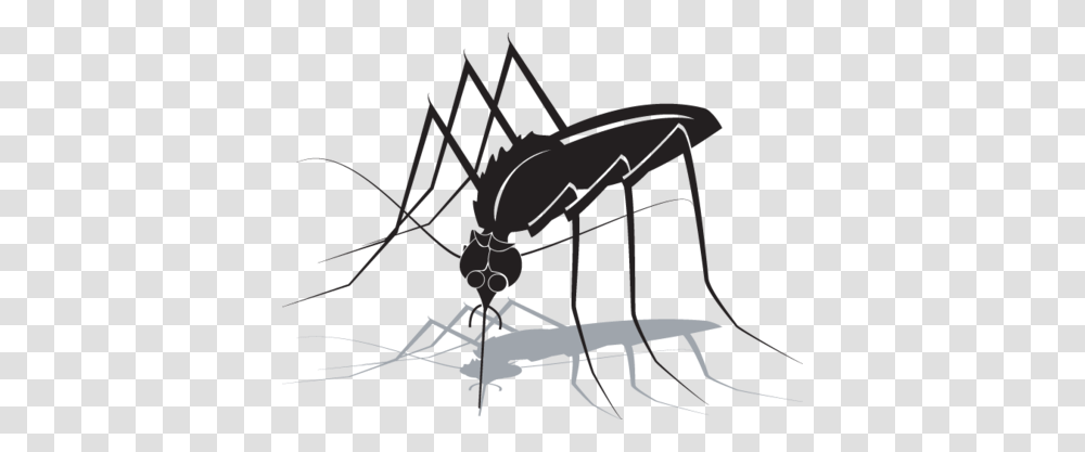 Realistic Vector Clipart, Insect, Invertebrate, Animal, Mosquito Transparent Png
