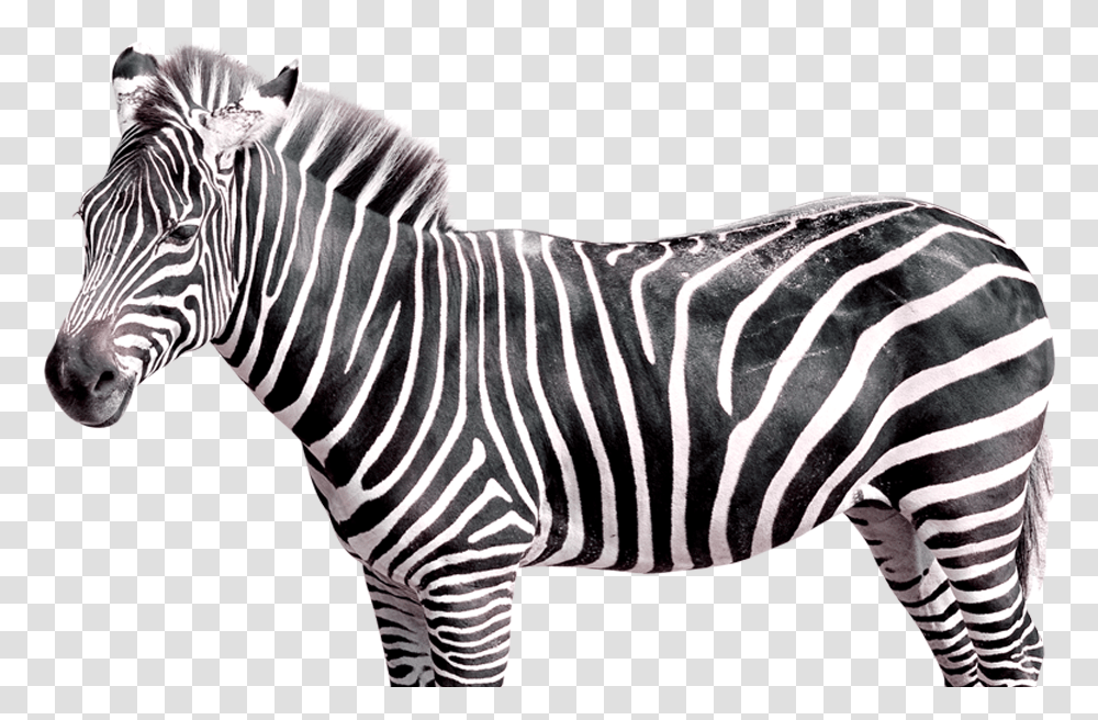 Realistic Zebra Free Zebra, Wildlife, Mammal, Animal Transparent Png
