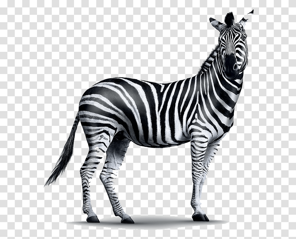 Realistic Zebra Investec Zebra, Wildlife, Mammal, Animal, Tarmac Transparent Png
