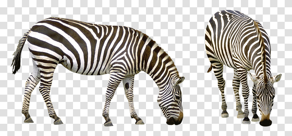 Realistic Zebra Photos African Savanna Animals, Wildlife, Mammal, Warthog Transparent Png