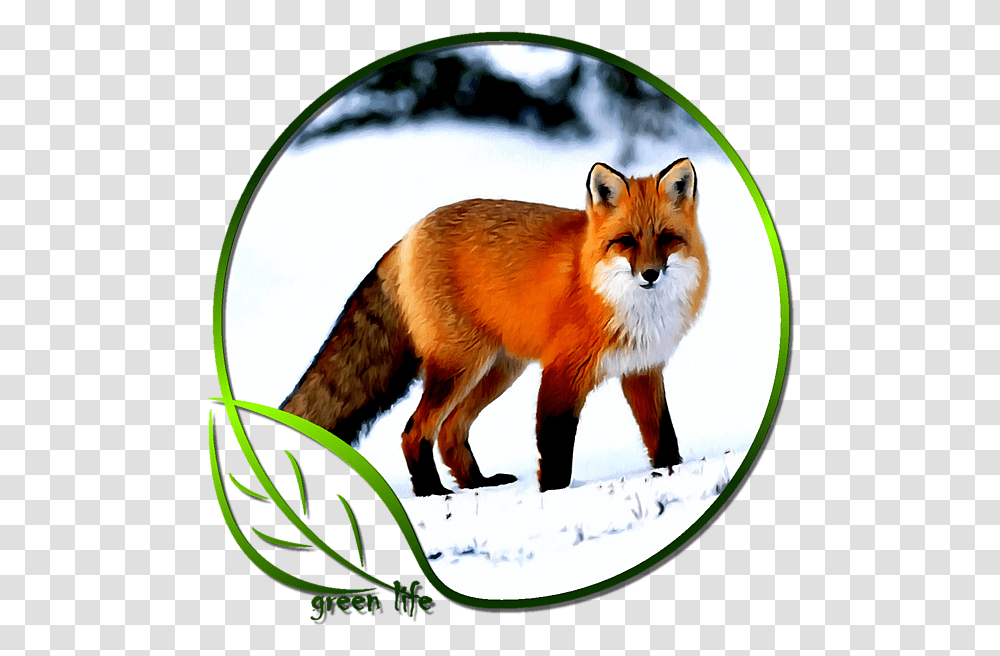 Really Pretty Fox, Red Fox, Canine, Wildlife, Mammal Transparent Png